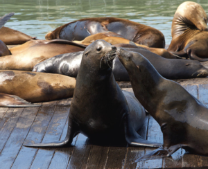 sea lions